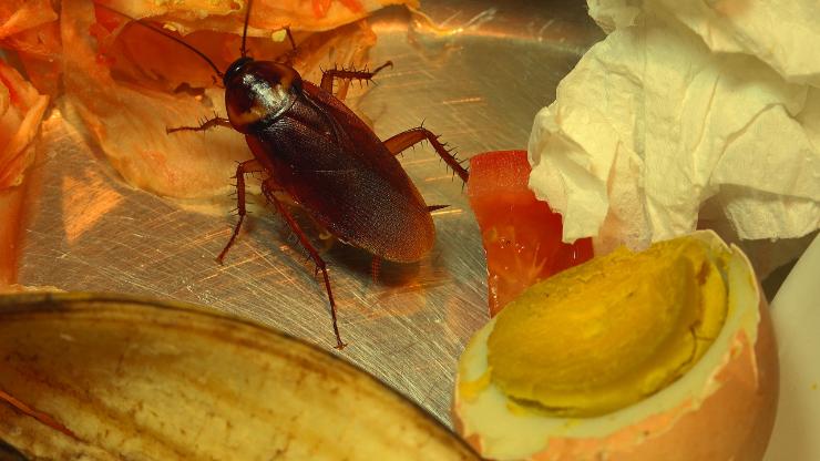 scarafaggi e rifiuti alimentari
