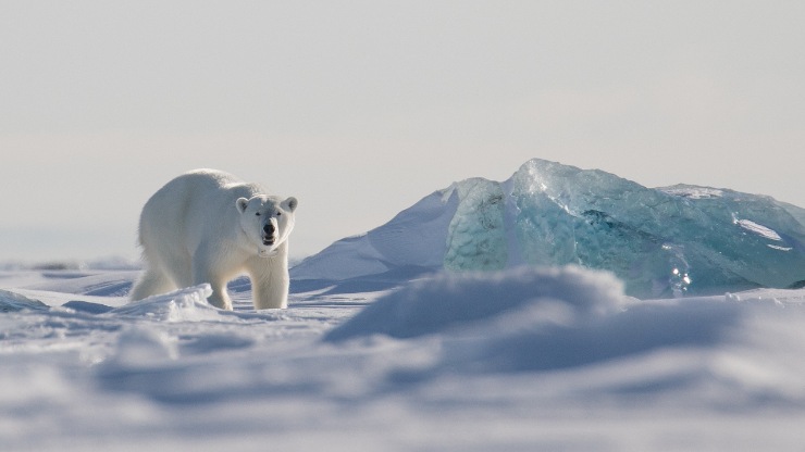 orso polare